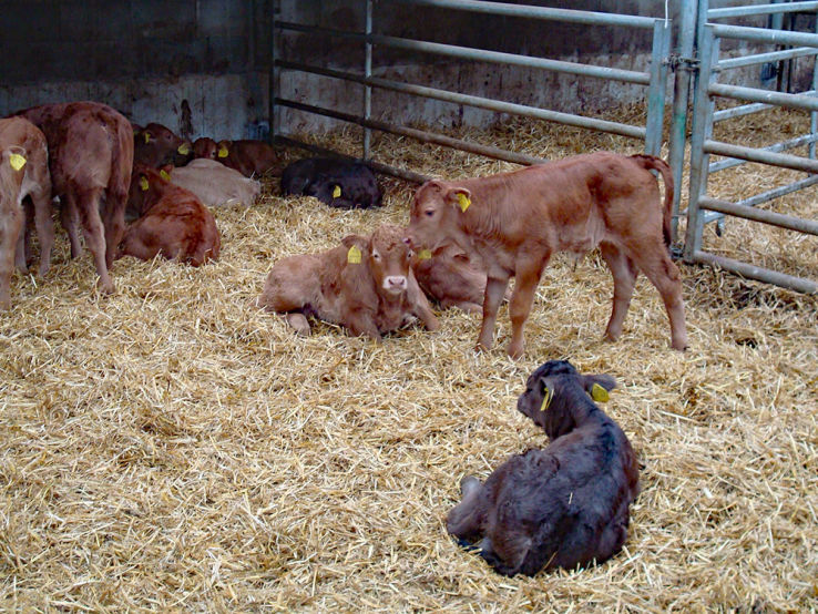 Schumachers Biohof-Biorindfleisch/Biogeflügel